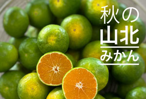 今年も秋の山北みかん